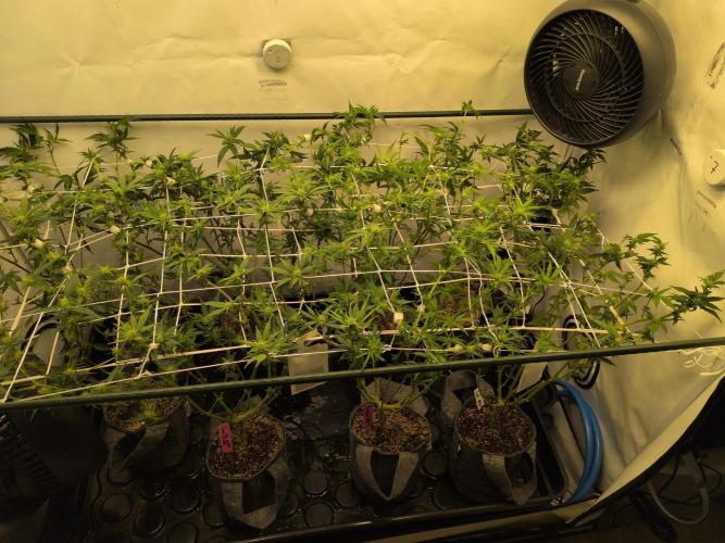 Winter Wonderland. Week 14 - 23.1 | F14