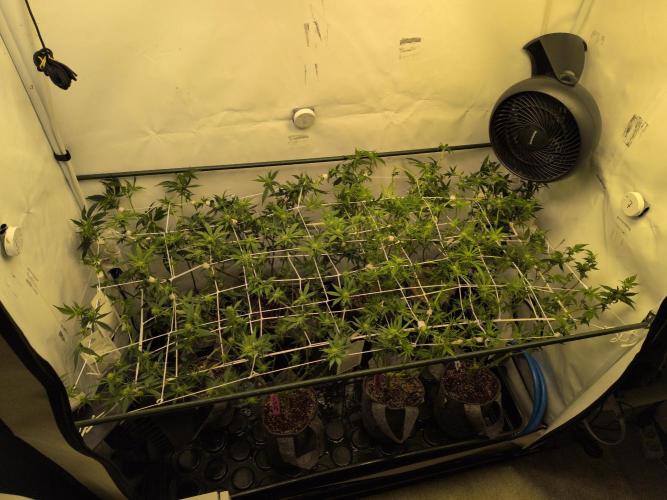 Winter Wonderland. Week 14 - 23.1 | F14