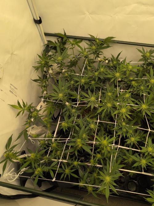 Winter Wonderland. Week 14 - 26.1 | F17