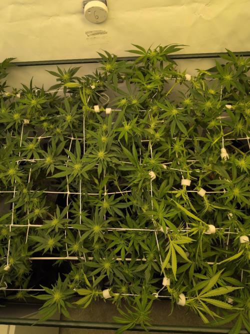 Winter Wonderland. Week 14 - 26.1 | F17