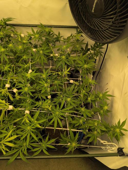 Winter Wonderland. Week 14 - 26.1 | F17