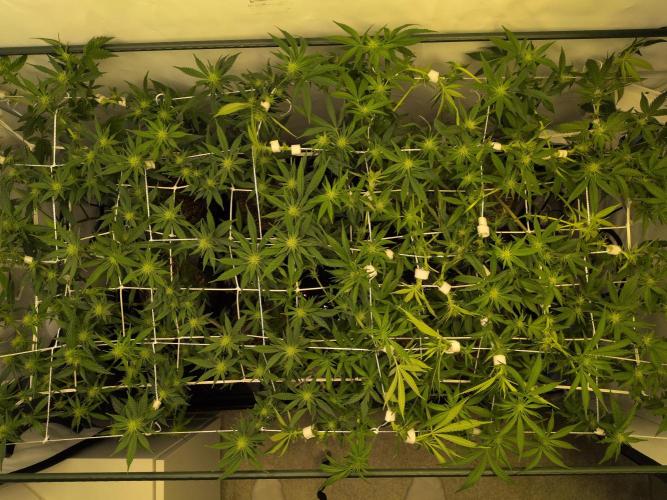 Winter Wonderland. Week 14 - 26.1 | F17