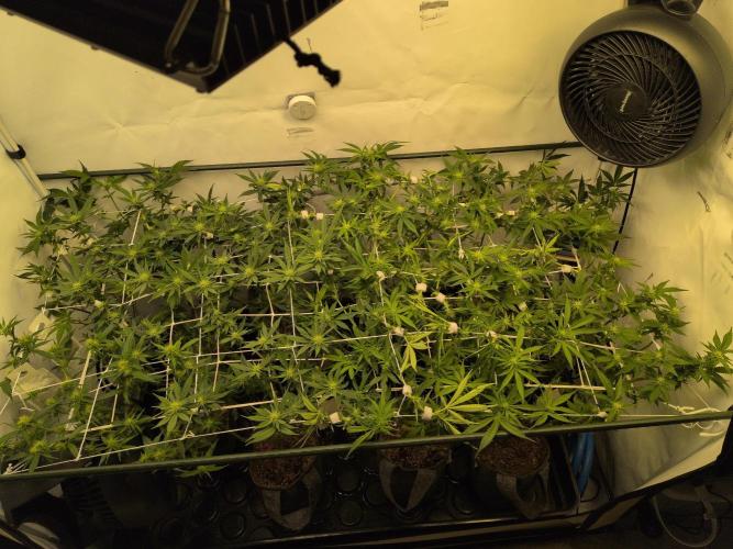 Winter Wonderland. Week 14 - 26.1 | F17