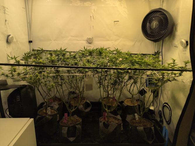 Winter Wonderland. Week 14 - 26.1 | F17