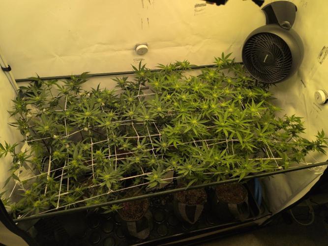 Winter Wonderland. Week 14 - 26.1 | F17