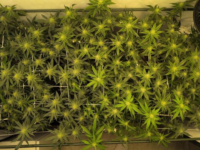 Winter Wonderland. Week 15 - 3.2 | F25