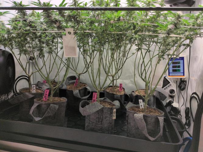 Winter Wonderland. Week 15 - 3.2 | F25