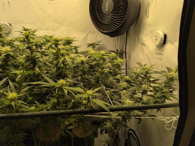 Winter Wonderland. Week 15 - 3.2 | F25