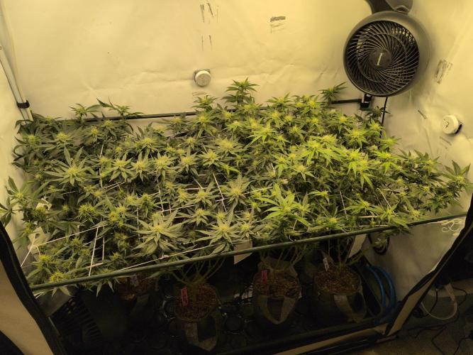 Winter Wonderland. Week 15 - 3.2 | F25