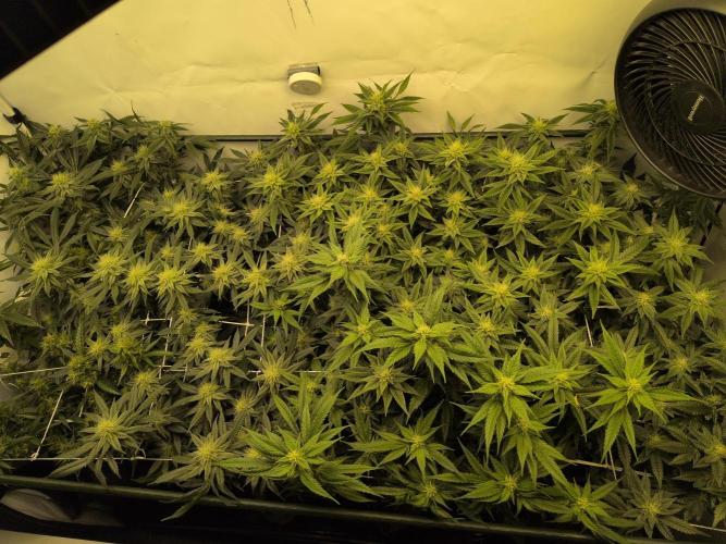 Winter Wonderland. Week 16 - 10.2 | F32