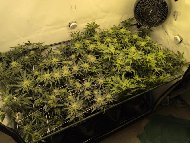 Winter Wonderland. Week 16 - 10.2 | F32