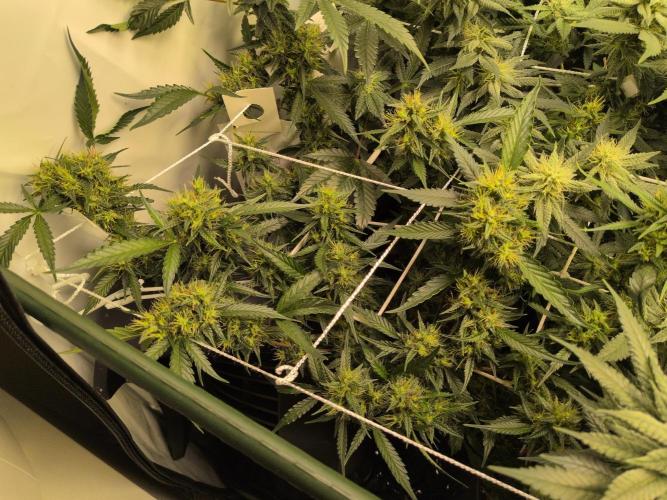 Winter Wonderland. Week 16 - 10.2 | F32