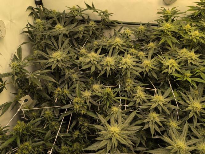 Winter Wonderland. Week 16 - 10.2 | F32