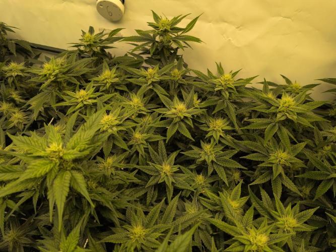 Winter Wonderland. Week 16 - 10.2 | F32