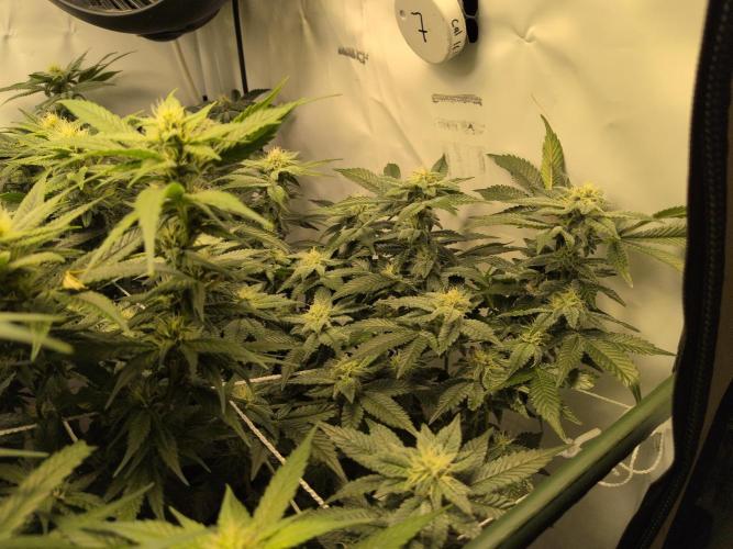 Winter Wonderland. Week 16 - 10.2 | F32