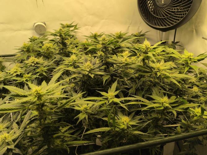 Winter Wonderland. Week 16 - 10.2 | F32