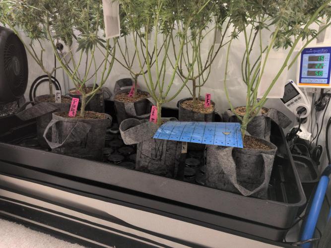 Winter Wonderland. Week 18 - 24.2 | F46