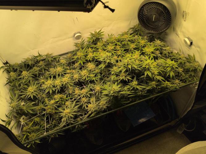 Winter Wonderland. Week 18 - 24.2 | F46