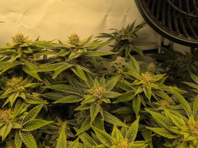 Winter Wonderland. Week 18 - 24.2 | F46