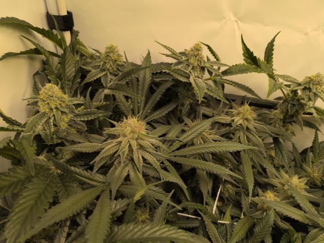 Winter Wonderland. Week 18 - 24.2 | F46