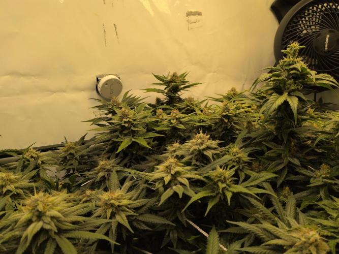 Winter Wonderland. Week 18 - 24.2 | F46