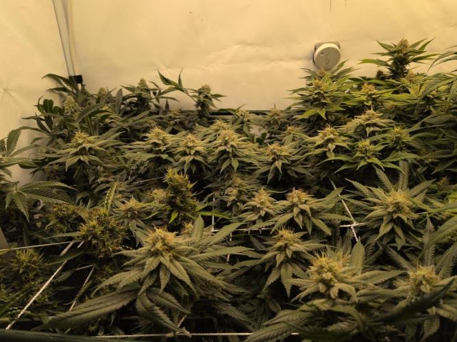 Winter Wonderland. Week 18 - 24.2 | F46