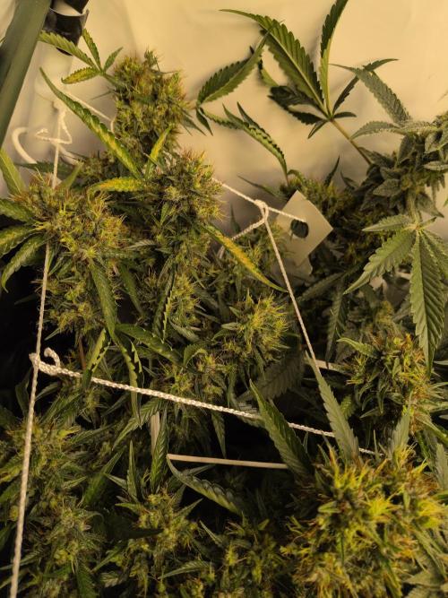 Winter Wonderland. Week 18 - 24.2 | F46