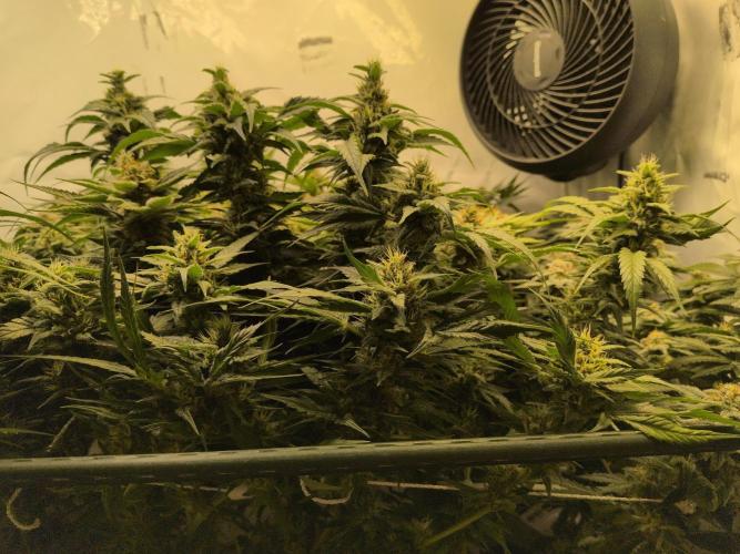 Winter Wonderland. Week 18 - 24.2 | F46