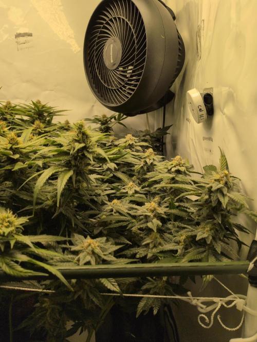 Winter Wonderland. Week 18 - 24.2 | F46