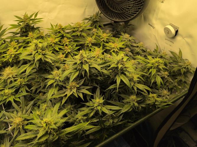 Winter Wonderland. Week 18 - 24.2 | F46