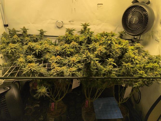 Winter Wonderland. Week 19 - 28.2 | F50