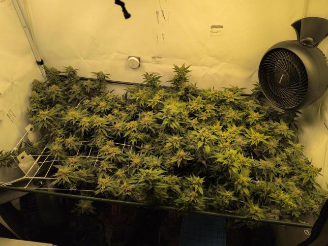 Winter Wonderland. Week 19 - 28.2 | F50