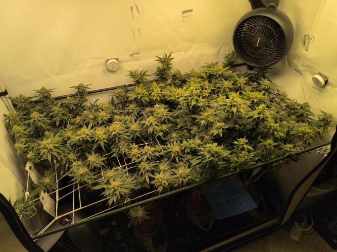 Winter Wonderland. Week 19 - 28.2 | F50