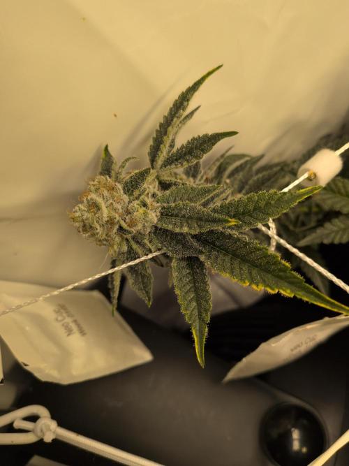 Winter Wonderland. Week 20 - 6.3 | F56 Cali octane