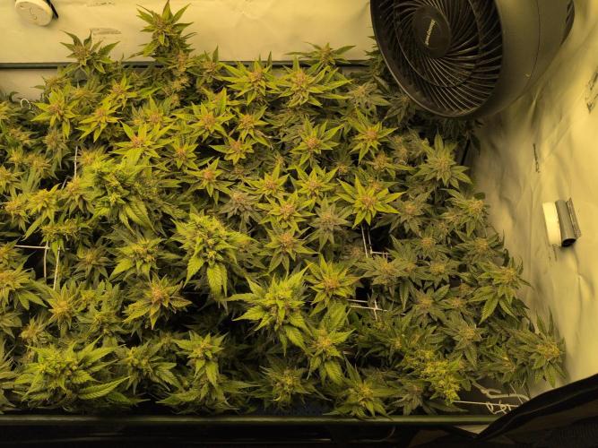 Winter Wonderland. Week 20 - 6.3 | F56