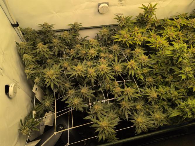 Winter Wonderland. Week 20 - 6.3 | F56