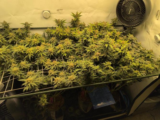 Winter Wonderland. Week 20 - 6.3 | F56