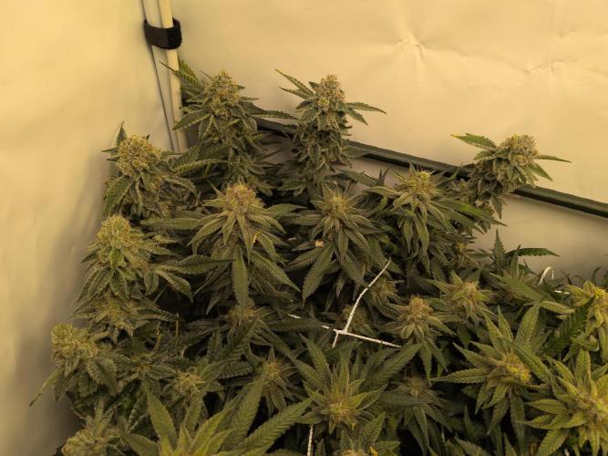 Winter Wonderland. Week 20 - 6.3 | F56 Cali octane