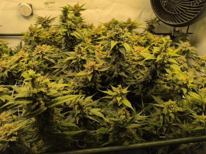 Winter Wonderland. Week 20 - 6.3 | F56 Guawi