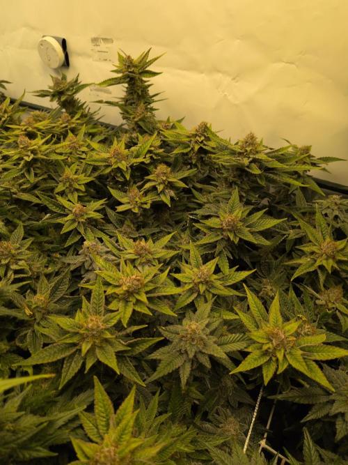 Winter Wonderland. Week 20 - 6.3 | F56 Space monkey