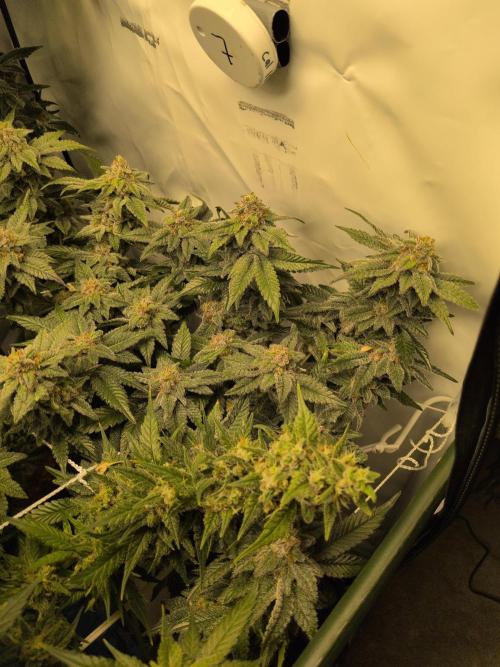 Winter Wonderland. Week 20 - 6.3 | F56 Cali Octane
