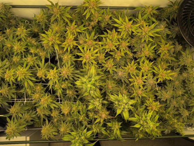 Winter Wonderland. Week 20 - 12.3 | F62