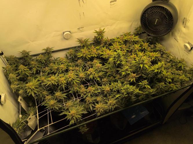 Winter Wonderland. Week 20 - 12.3 | F62
