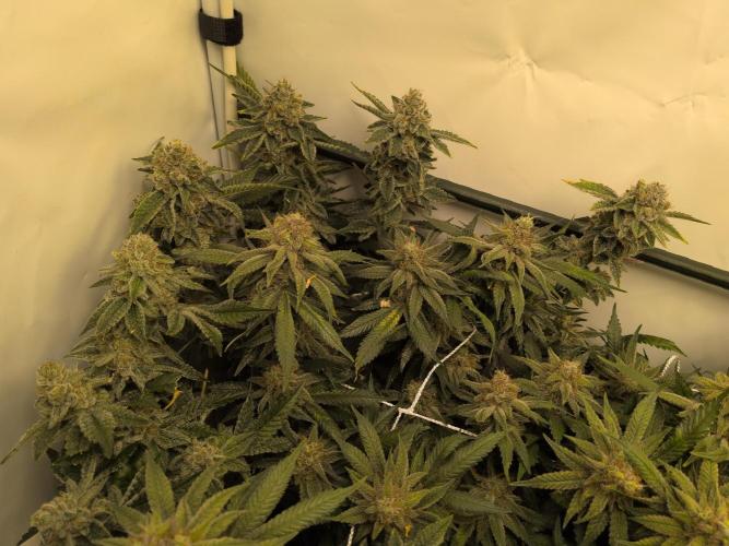 Winter Wonderland. Week 20 - 12.3 | F62 California Octane in the corner