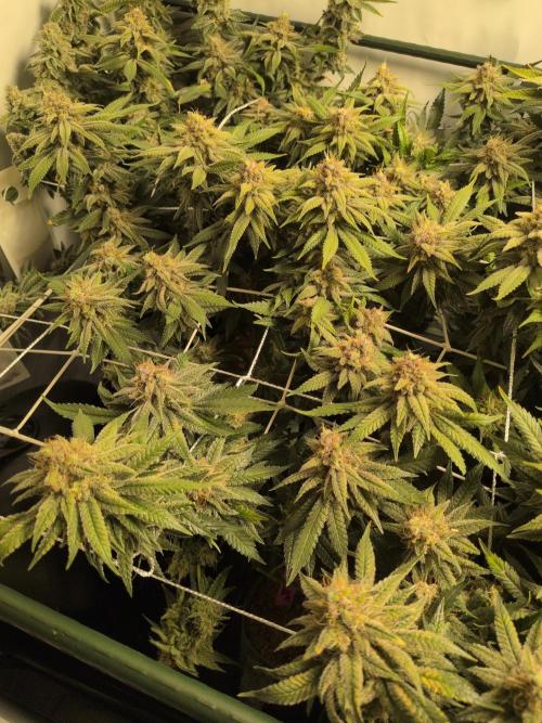 Winter Wonderland. Week 20 - 12.3 | F62 Chem DD F3 x Raspberry Parfait