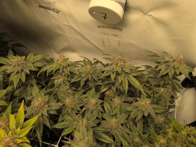 Winter Wonderland. Week 20 - 12.3 | F62