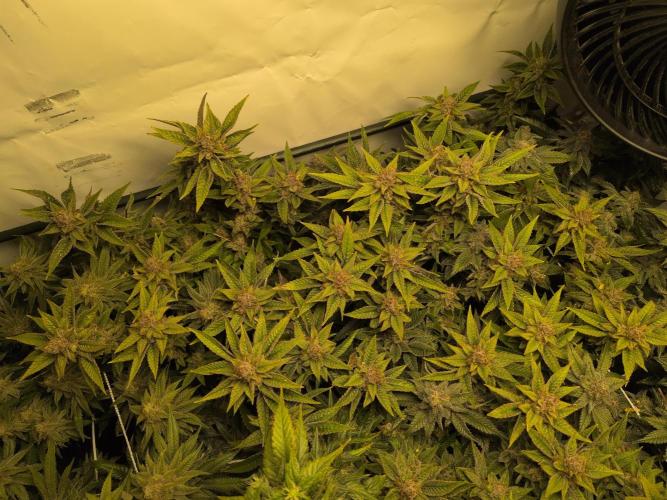 Winter Wonderland. Week 20 - 12.3 | F62 Space Monkey