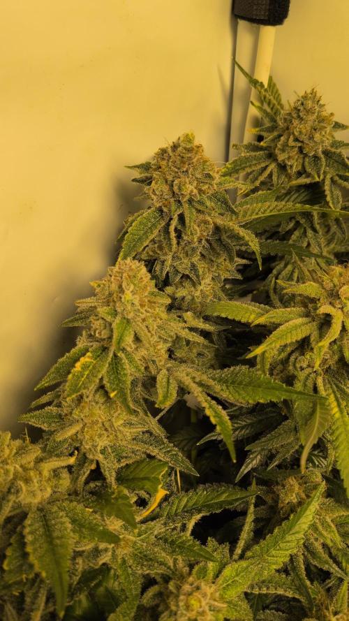 Winter Wonderland. Week 21 - 19.3 F69 Cali Octane #3