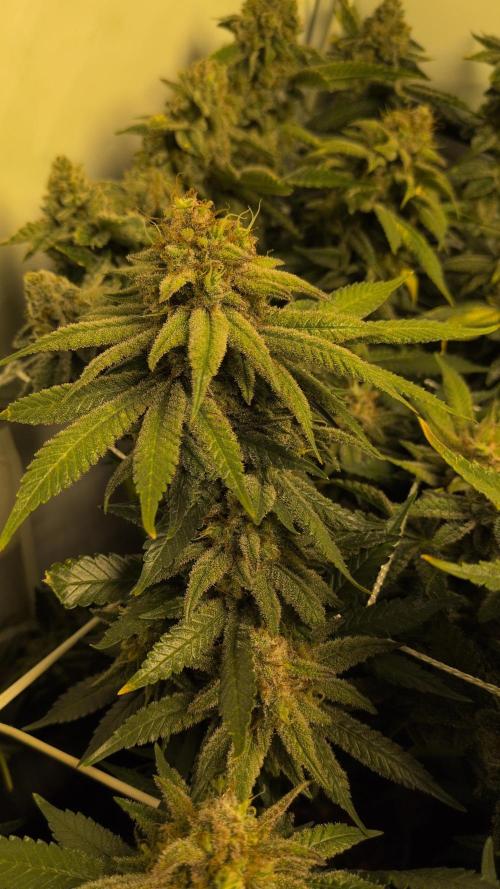 Winter Wonderland. Week 21 - 19.3 F69 Chem DD x Raspberry Parfait