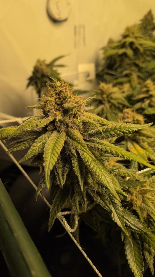 Winter Wonderland. Week 21 - 19.3 F69 Chem DD x Raspberry Parfait